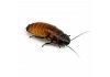 Madagascan Hissing Cockroach Single Adult Female 5-7cm